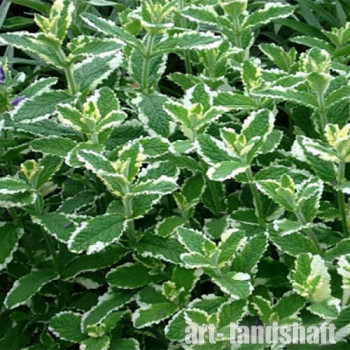 ���� ��������� "Variegata" (���������) - ����-��������