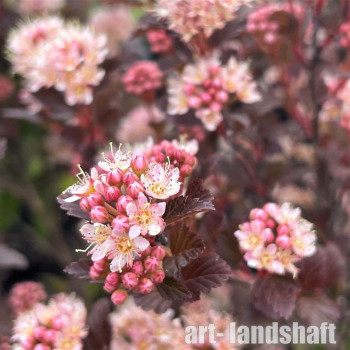 ������������� ������������� Sweet Cherry Tea ("���� ����� ��") - ����-��������