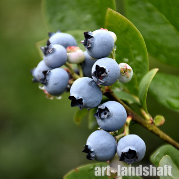 �������� ������������ "Northblue" (�������) - ����-��������
