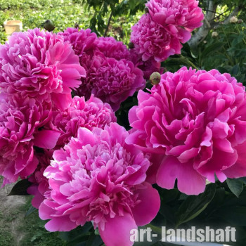 ���� ���������������� "Karl Rosenfield" (���� ���������) - ����-��������