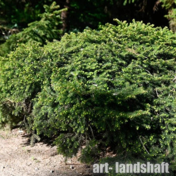 ��� ������������ Pumila Glauca ("������ ������") - ����-��������