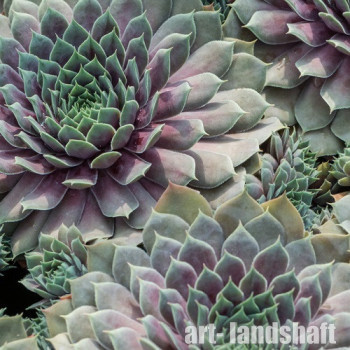�������� "Big Sam Purple Quartz" (��� ��� ����� �����) - ����-��������