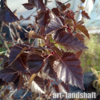 ������ �������� "Royal Frost" (���� �����) - ����-��������