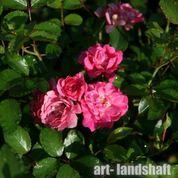 ���� �������������� Pink Fairy ("���� �����") - ����-��������