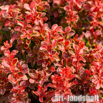 �������� �������� " Ruby Star" (���� ����) - ����-��������