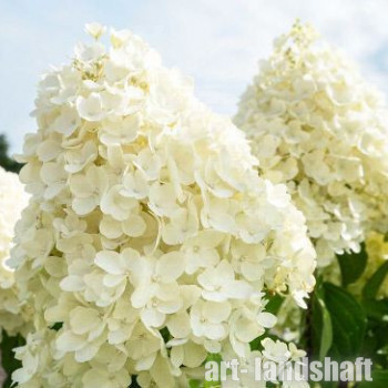 ��������� ����������� "Summer Snow" (������ ����) - ����-��������