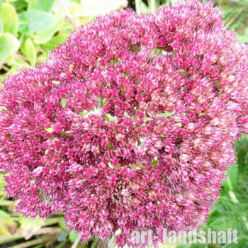 ������ ������ "Herbstfreude" (������������) - ����-��������