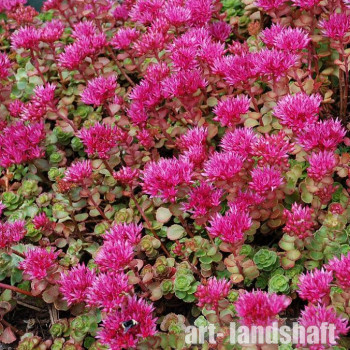 ������ ������ "Roseum" (������) - ����-��������
