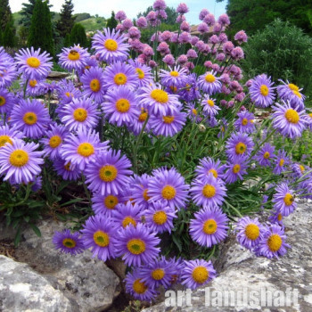 ����� ������������� "Blue Laguna" (������� ������) - ����-��������