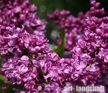 ������ ������������ "Mrs Edward Harding" (������ ������ �������) - ����-��������