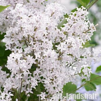 ������������� Flowerfesta�White ("���������� ����) - ����-��������