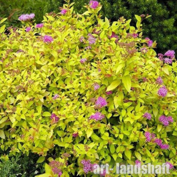 ������ �������� "Goldmound" (���������) - ����-��������