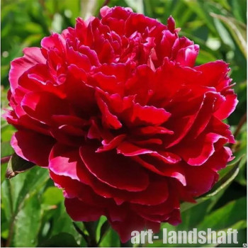 ���� ���������������� "Red Sarah Bernhardt" (��� ���� ������) - ����-��������