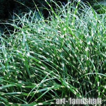 ��������� ��������� "Strictus Dwarf" (�����) - ����-��������