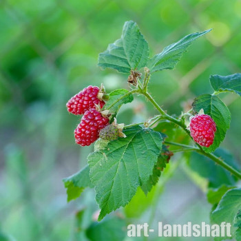 ��������� Tayberry ("��������") - ����-��������
