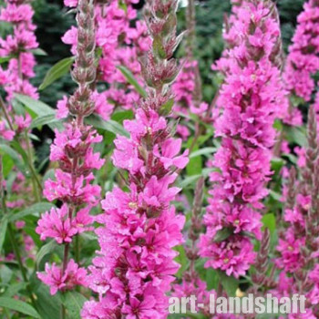 ��������� ���������� "Rosy Gem" (���� ��e�) - ����-��������