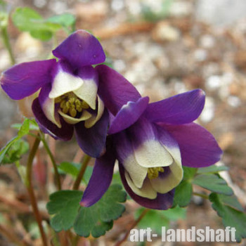 ��������� ��������� "Jewel Deep Purple" (������ ���� �����) - ����-��������