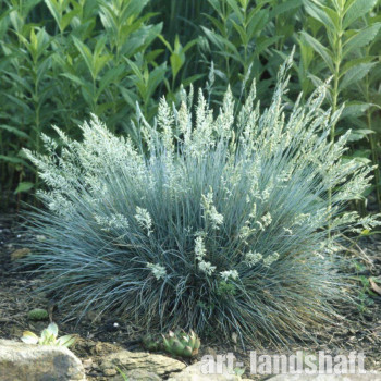�������� ����� "Varna" (�����) - ����-��������