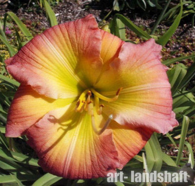 �������� ��������� "Yazoo Star Fire"  (��� ���� �����) - ����-��������
