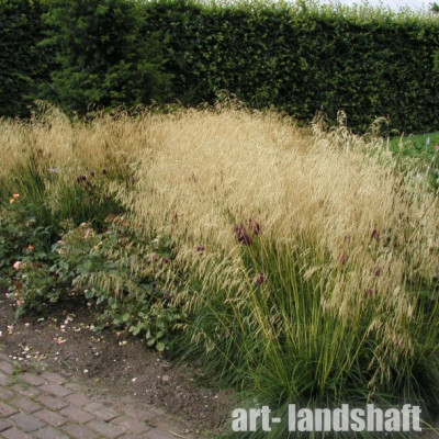 ������� "Goldschleier" (���������) - ����-��������