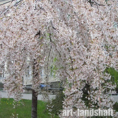 ������� ������ ����������� Pendula ("�������") - ����-��������