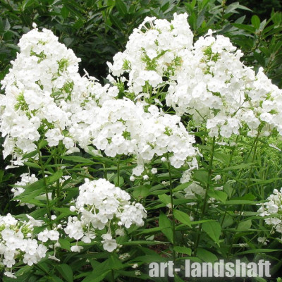 ����� ����������� "Rembrandt" (���������) - ����-��������