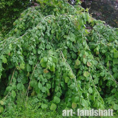 ������ ������������ "Pendula" (�������) - ����-��������