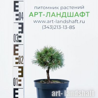 ����� ������ Ophir ("����") - ����-��������