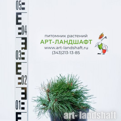 ����� ��������� "Schmidtii" (������)  - ����-��������