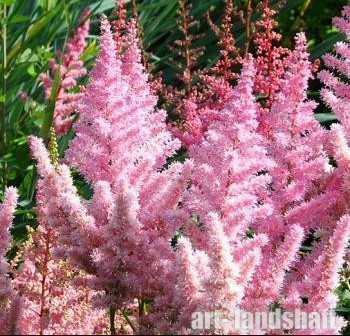 �������� ������� "Silver Pink" ("������� ����") - ����-��������