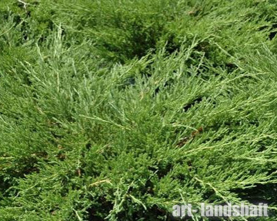 ������������ �������������� "Plumosa" (�������) - ����-��������