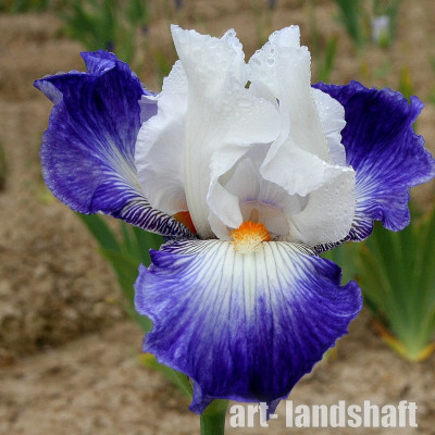���� ���������� "Ruban Bleu" (����� ���)  - ����-��������