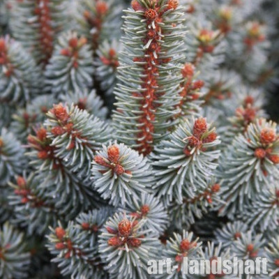 ��� ������������ "Suncrest" (��������) - ����-��������