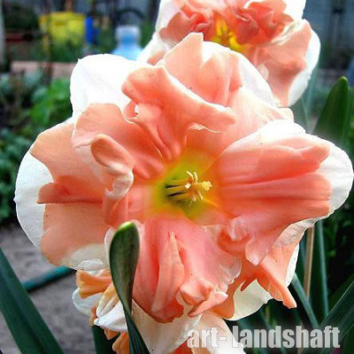 ������� ��������������� "Apricot Whirl"(������� ����) - ����-��������