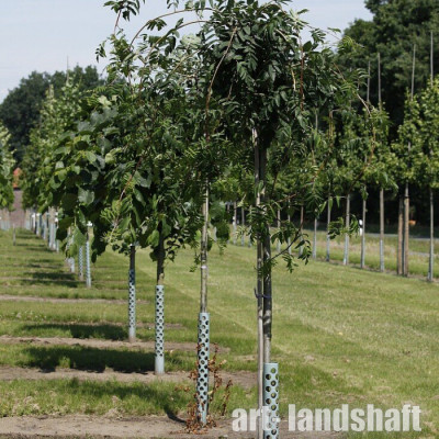 ������ ������������ "Pendula" (�������) - ����-��������