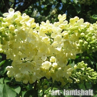 ������ ������������ "Primrose" (��������)  - ����-��������