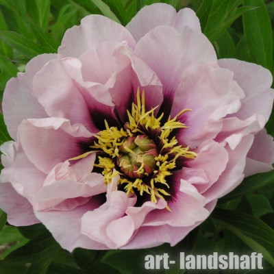����-��� ��������� "Cora Louise" (���� �����) - ����-��������