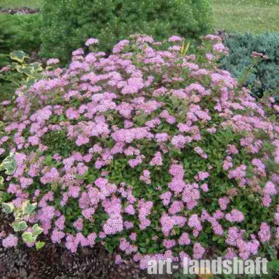 ������ �������� "Japanese Dwarf" (�������� �����) - ����-��������