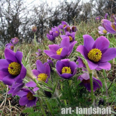 �������� ������������ "Pinwheel Blue Violet Shades" (������� ��� ������ �����) - ����-��������