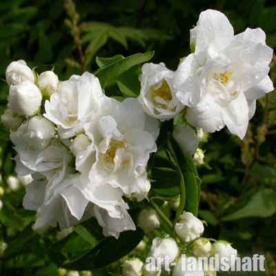 �������� "Bouquet Blanc" (����� �����) - ����-��������