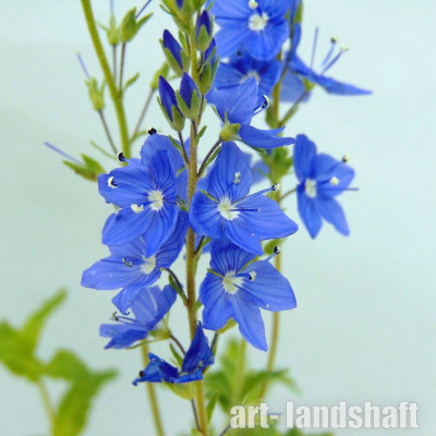 �������� ��������� "Royal Blue" (���� ���) - ����-��������