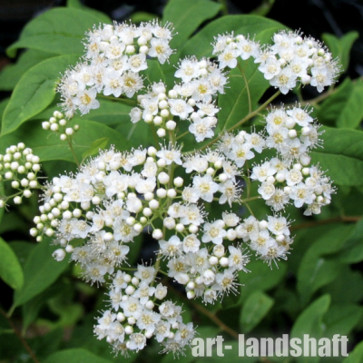 ������ �������� "Albiflora" (����������) - ����-��������