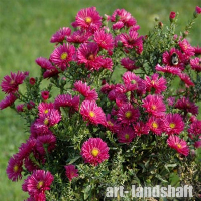 ����� ����-����������� "Crimson Brocade" (������� �������)  - ����-��������