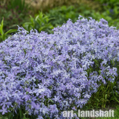 ����� ������������� "Clouds of Perfume" (������ �� ������) - ����-��������