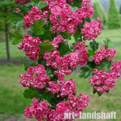 ��������� ������������ "Pauls Scarlet" (����� �������) - ����-��������