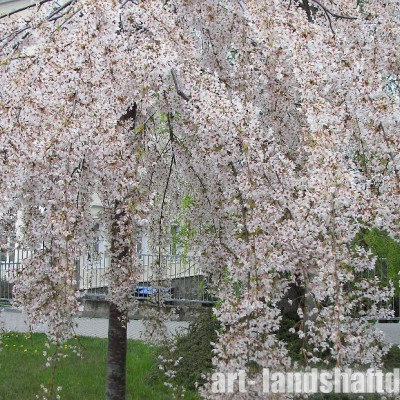 ������ ����������� "Pendula" (�������) - ����-��������