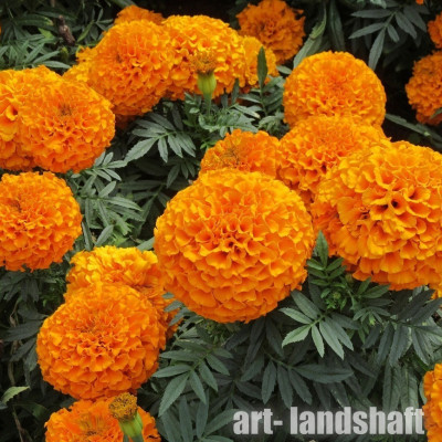 �������� �������� ������������ "Discovery Orange" - ����-��������