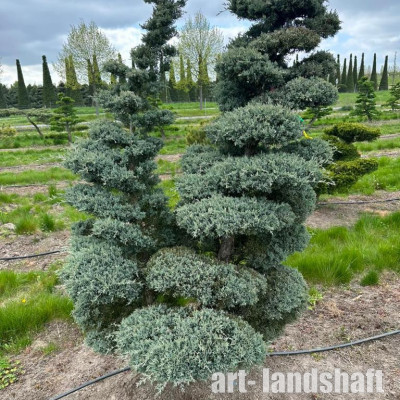 ������������ ���������� "Glauca" (������) - ����-��������