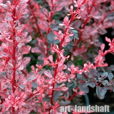 �������� �������� "Rose Glow" (���� ����) - ����-��������