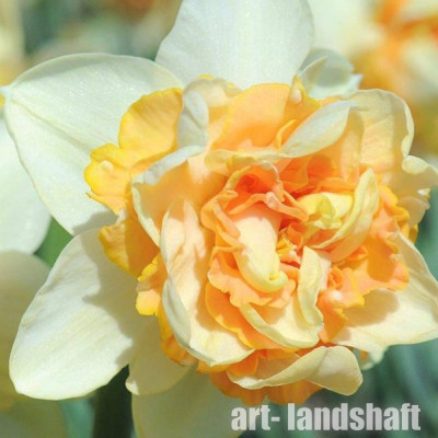 ������� �������� "Peach Cobbler"(��� �������) - ����-��������